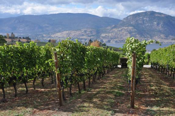 As pitorescas paisagens dos vinhedos do Okanagan Valley, no  sul da British Columbia, no Canadá